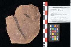 Foto (Objekt + Etikett) von Aronium extinctum Ettingshausen (NHMW-GEO-2024-0188-0453)